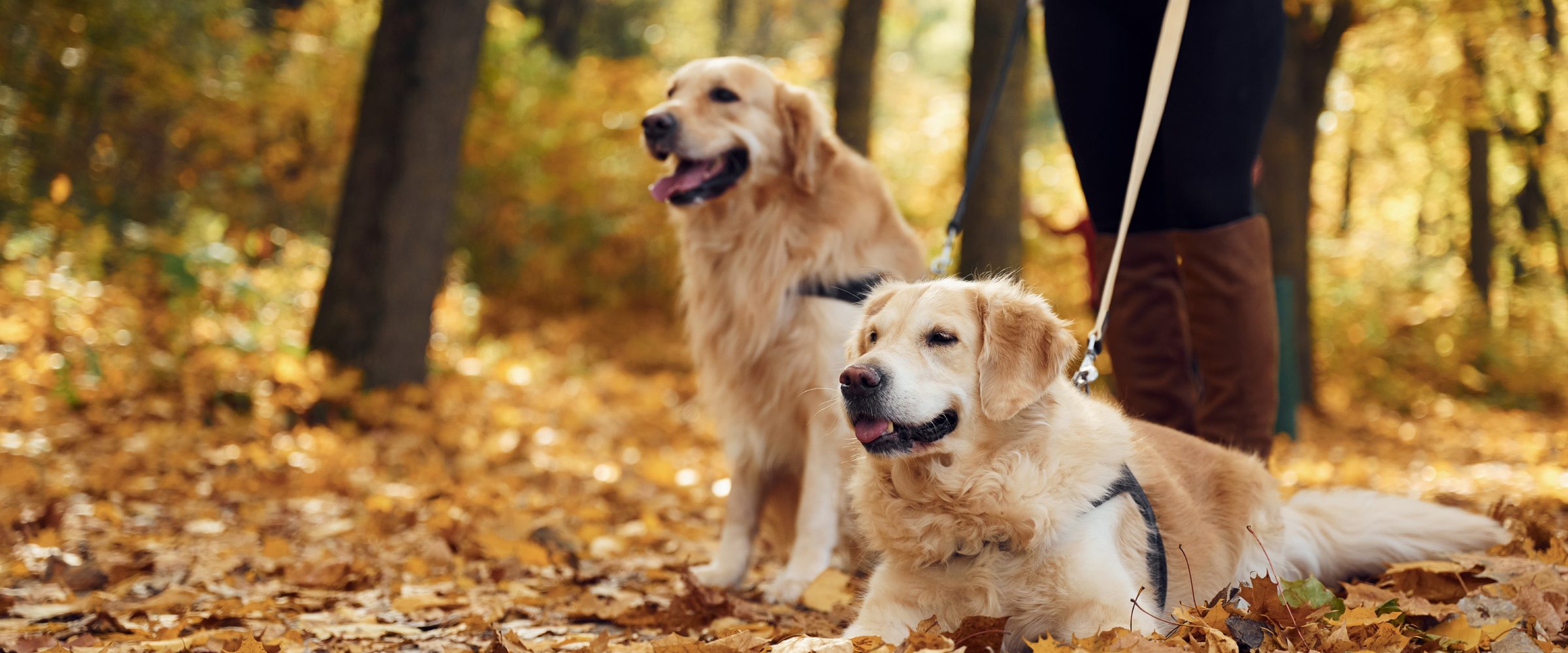 Zwei Golden Retriever im Herbstlaub, daneben die Beine ihrer Besitzerin an der Leine