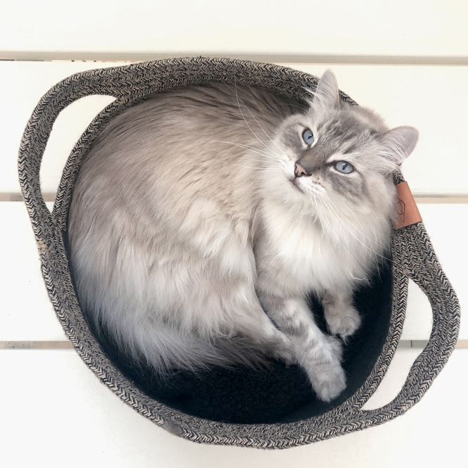 D&D Katzenkorb Tod - schwarz