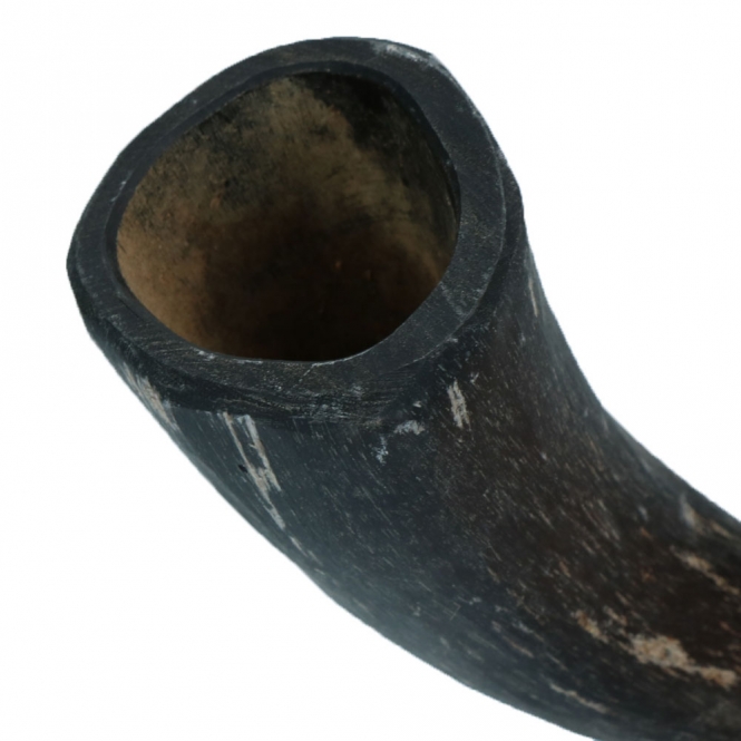 Viking Whole Horn