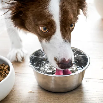 Hund trinkt aus einem Napf