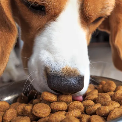 Beagle frisst Trockenfutter aus dem Napf