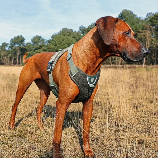 Duvoplus EXPLOR Ultimate Fit No-Pull-Geschirr - Undercover Green