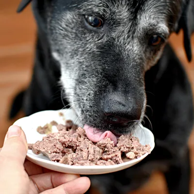 Hund frisst Nassfutter von einem Teller