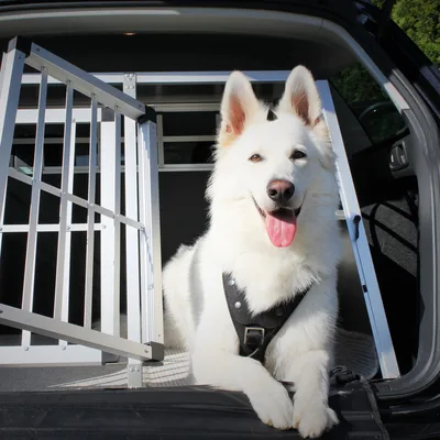 Hund in einer Transportbox im Auto