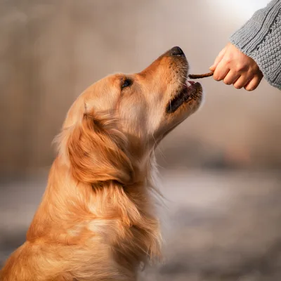 Hund nimmt ein Leckerli aus der Hand