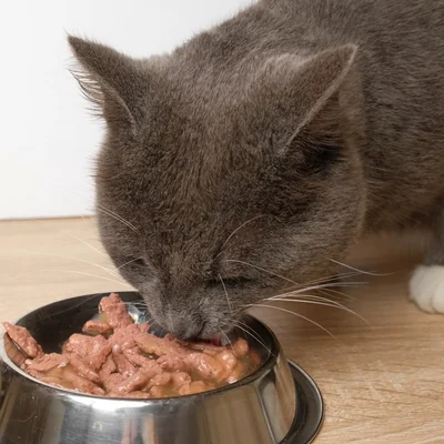 Katze frisst Nassfutter aus dem Napf
