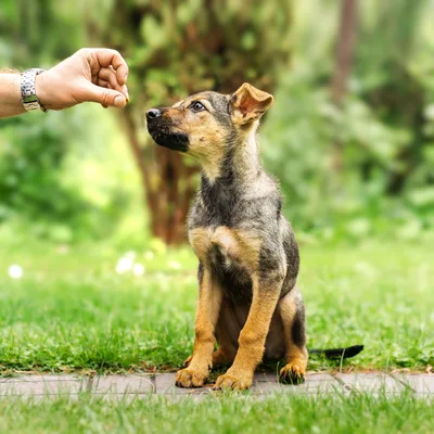 Hundewelpe sitzt beim Training