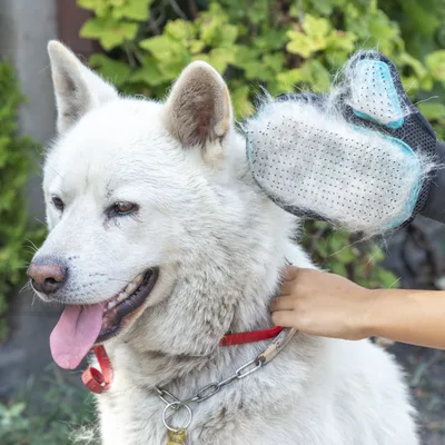 Hund wird mit einem Fellhandschuh gebürstet