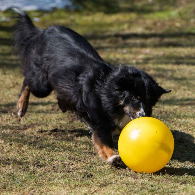 PROCYON Treibball