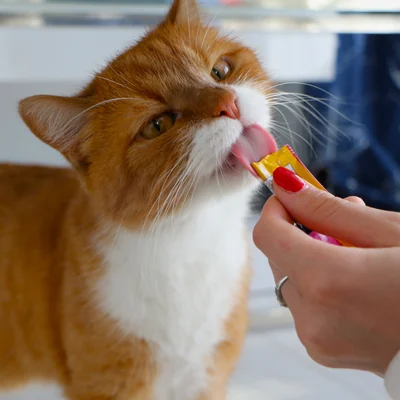 Katze leckt einen Snack