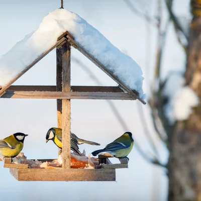 Meisen an einem verschneiten Futterhaus