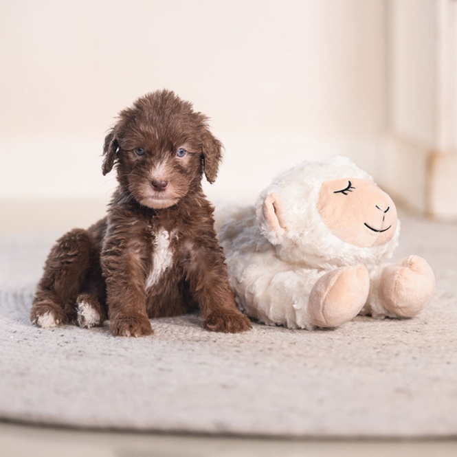 Beeztees Puppy Kuschelspielzeug Bowi