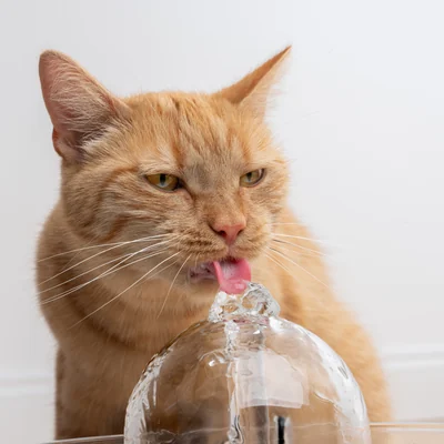 Katze trinkt am Trinkbrunnen