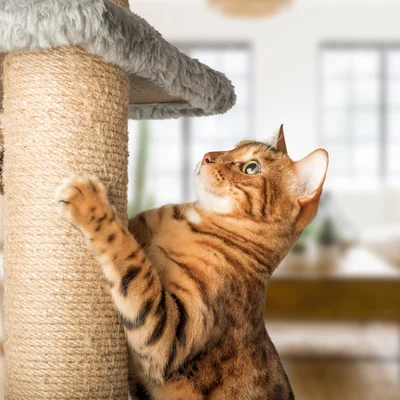 Katze kratzt am Kratzbaum