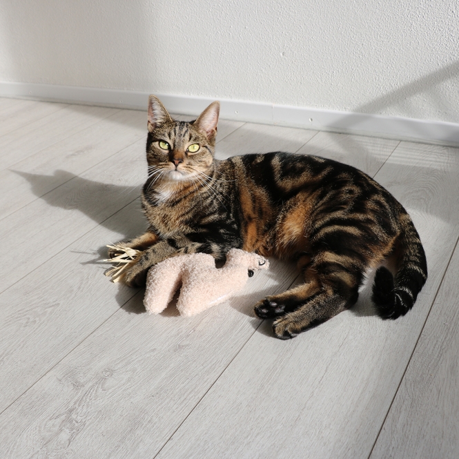 D&D Katzenkissen Latif