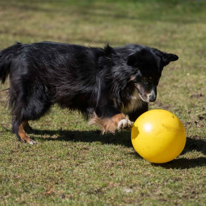 PROCYON Treibball