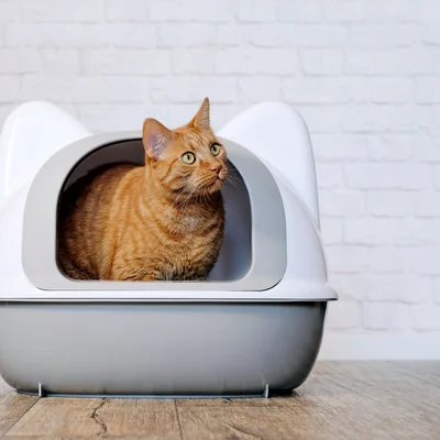 Katze in der Katzentoilette mit Haube