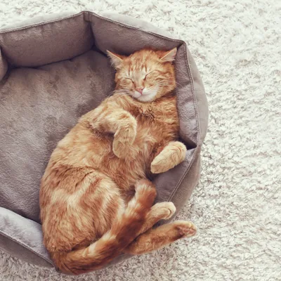 Kätzchen schläft im runden Katzenbett