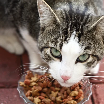 Katze frisst Trockenfutter