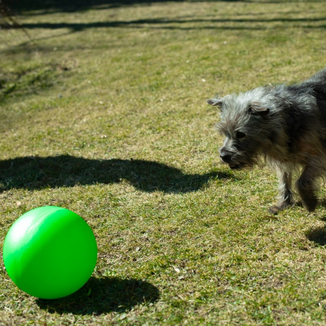 PROCYON Treibball Größe S - extra stabil