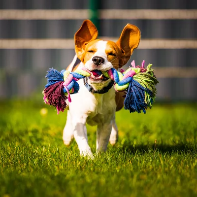 Hund rennt mit einem Seilspielzeug