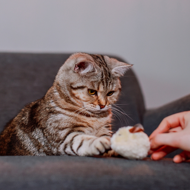 Nobby Katzenspielzeug Plüschmaus mit Lederschwanz 3er Pack