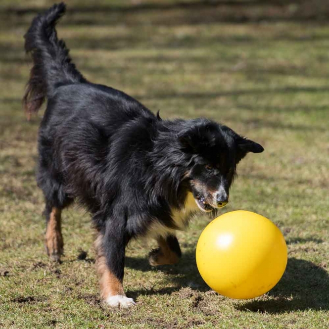 PROCYON Treibball
