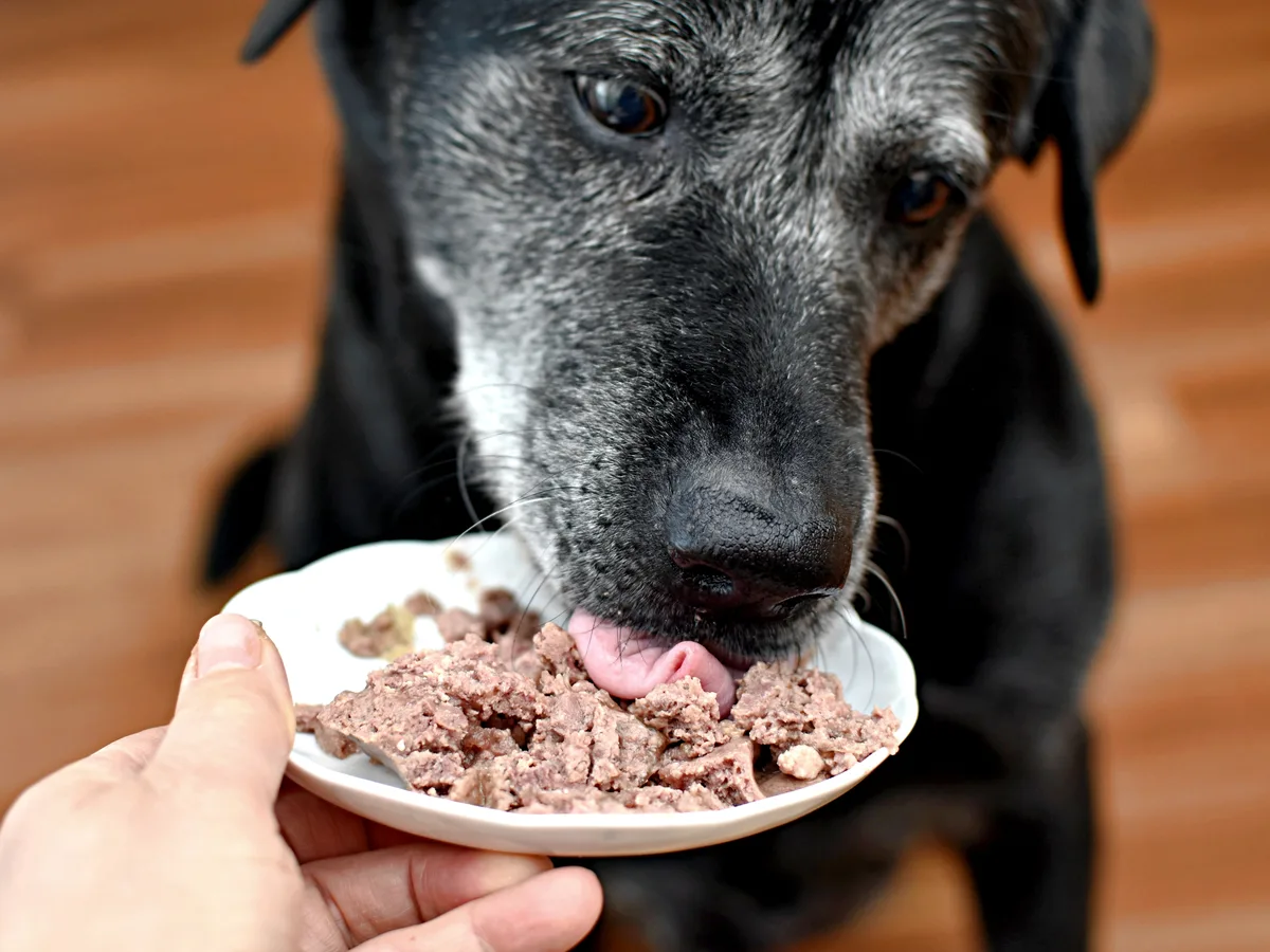 Hund frisst Nassfutter von einem Teller