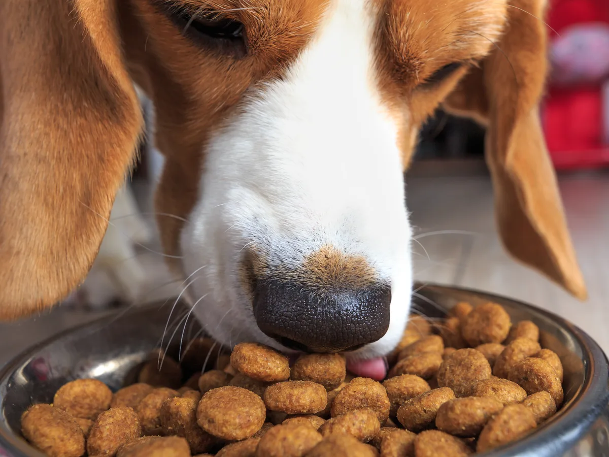 Beagle frisst Trockenfutter aus dem Napf