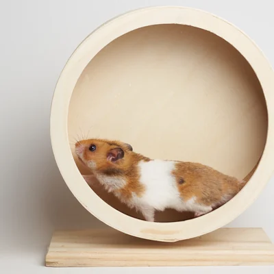 Hamster in einem Holz-Laufrad