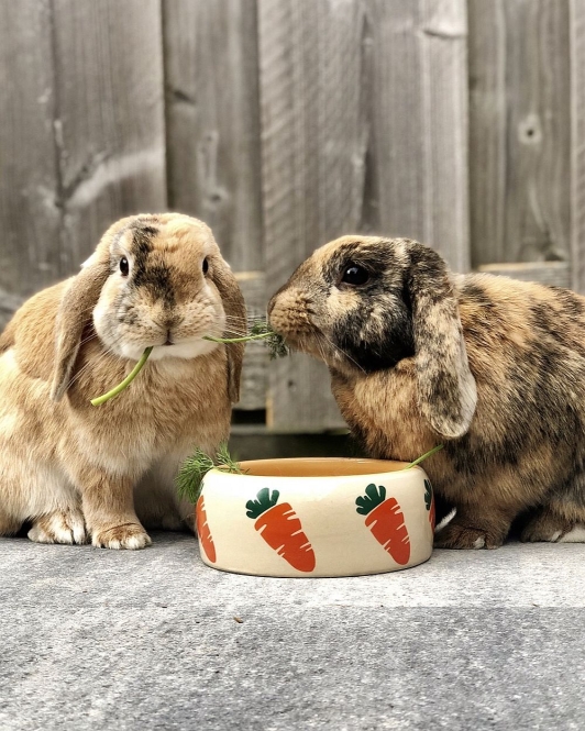 Nobby Futtertrog Carrot