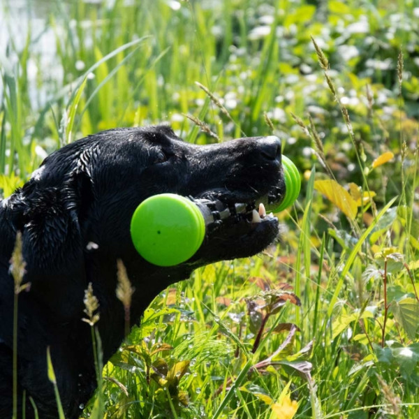 Dog Comets Meteor Wurfstock - Grün / S